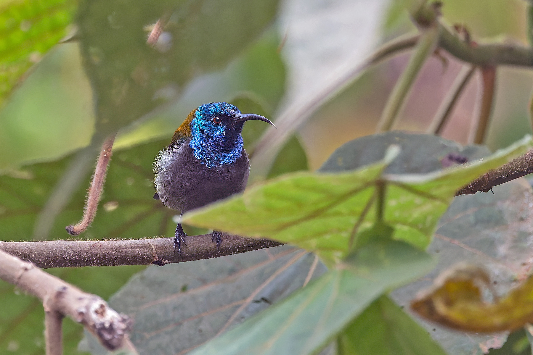 Blue-headed Sunbird (image by Pete Morris)