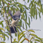 Bocage's Bushshrike (image by Pete Morris)