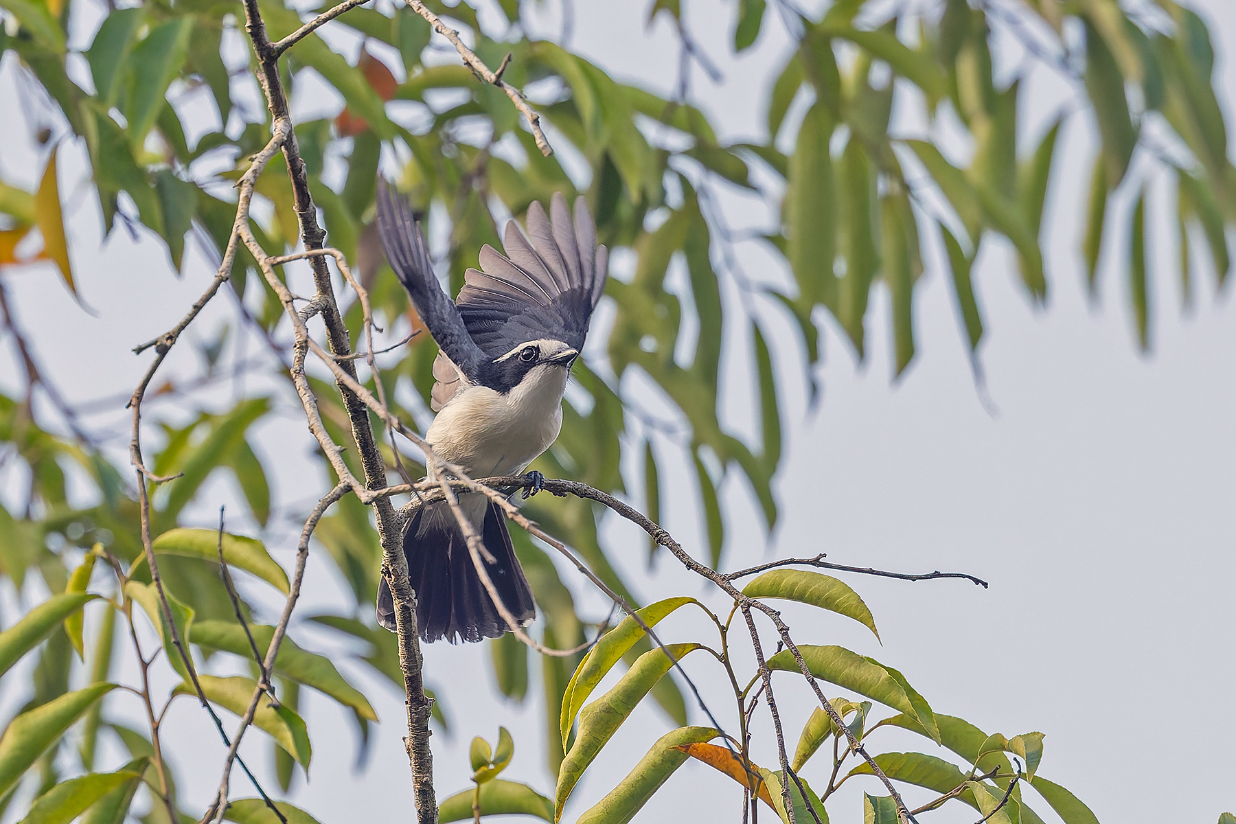 Bocage's Bushshrike (image by Pete Morris)