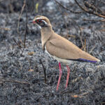 Bronze-winged Courser (image by Pete Morris)