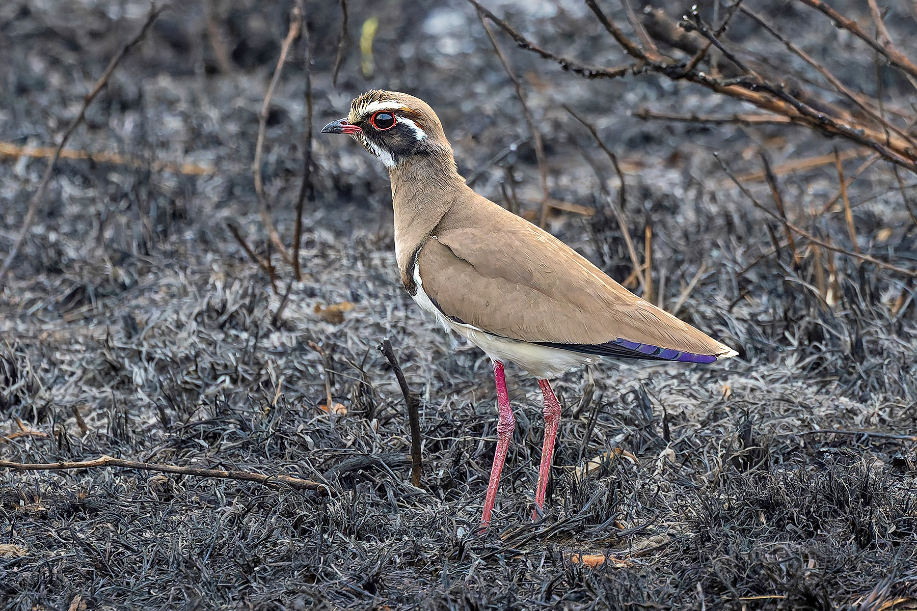 Bronze-winged Courser (image by Pete Morris)