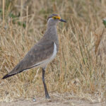 Brown-chested Lapwing (image by Pete Morris)