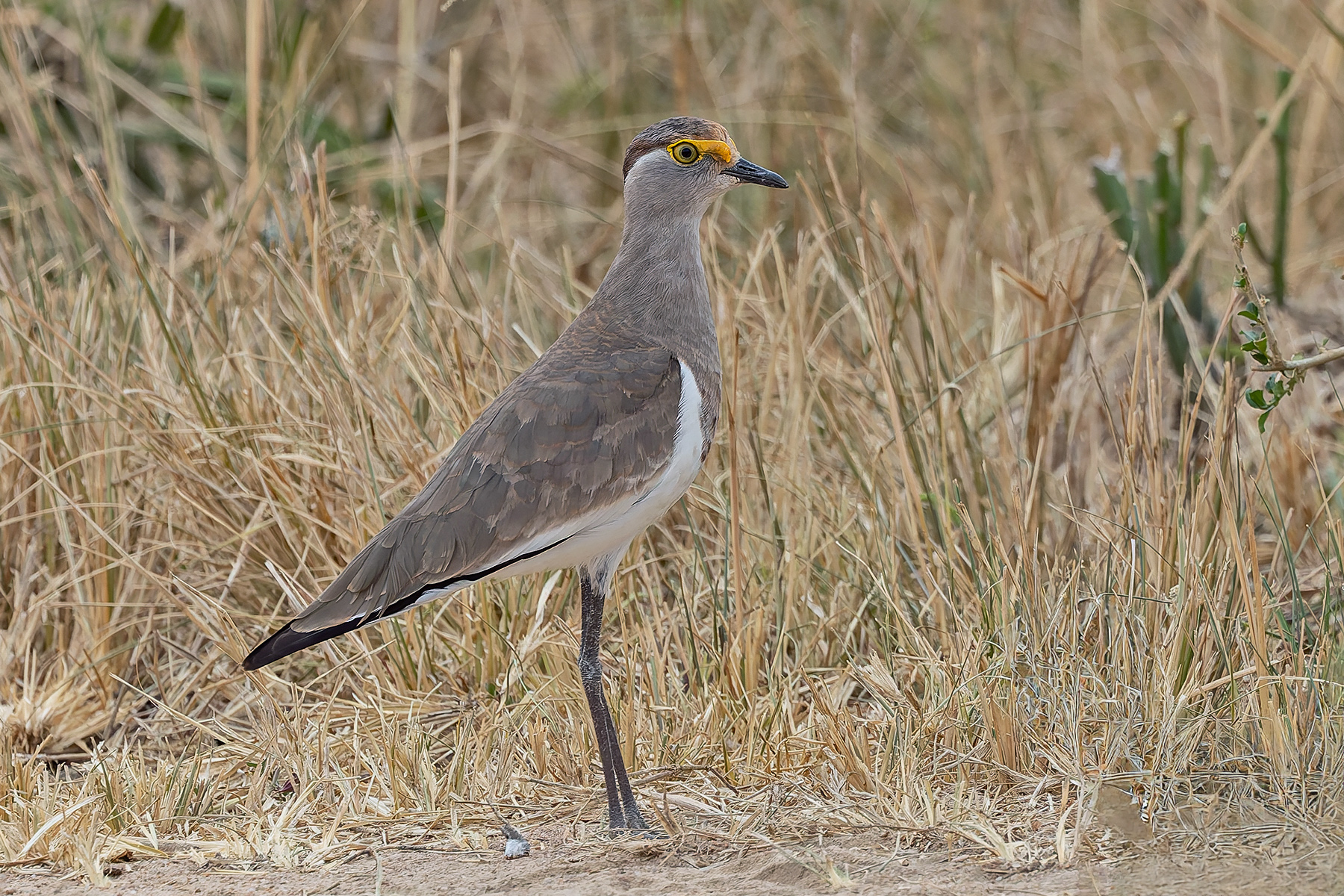 Brown-chested Lapwing (image by Pete Morris)