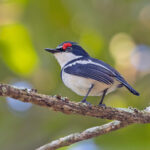 Brown-throated Wattle-eye (image by Pete Morris)