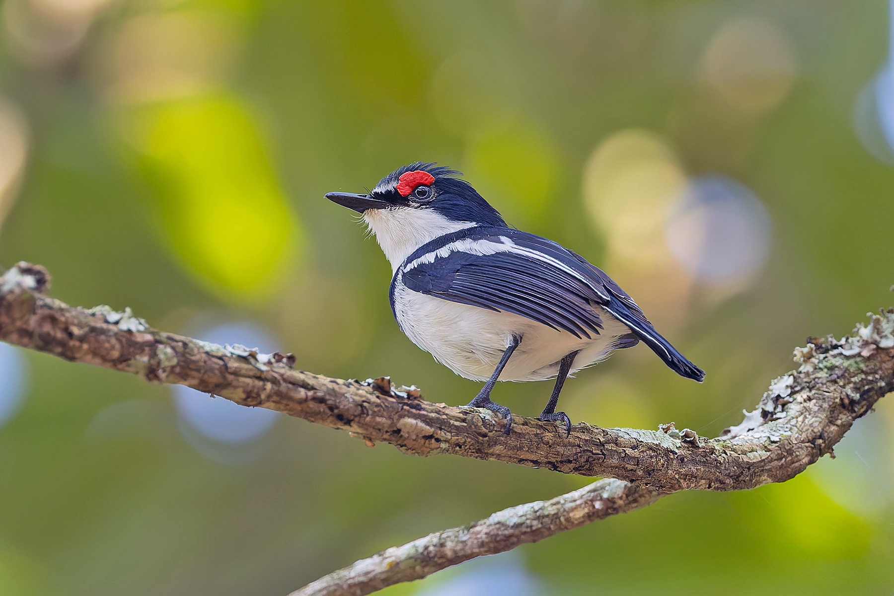 Brown-throated Wattle-eye (image by Pete Morris)