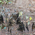 Butterflies at Budongo Forest (image by Pete Morris)