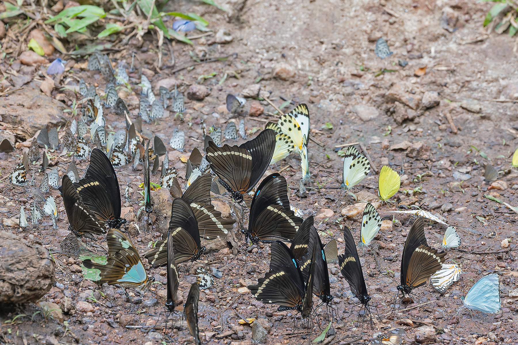 Butterflies at Budongo Forest (image by Pete Morris)