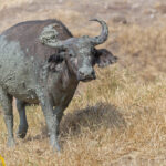 Cape Buffalo (image by Pete Morris)