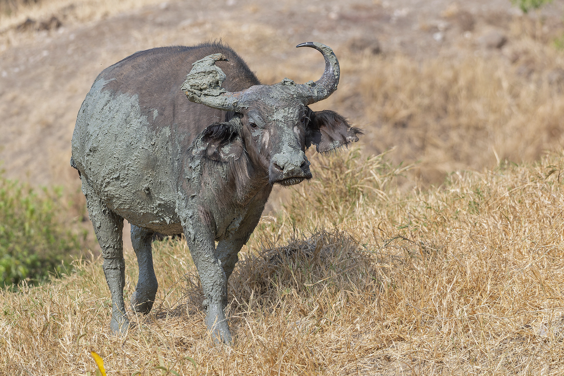 Cape Buffalo (image by Pete Morris)