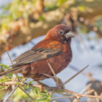 Chestnut Sparrow (image by Pete Morris)