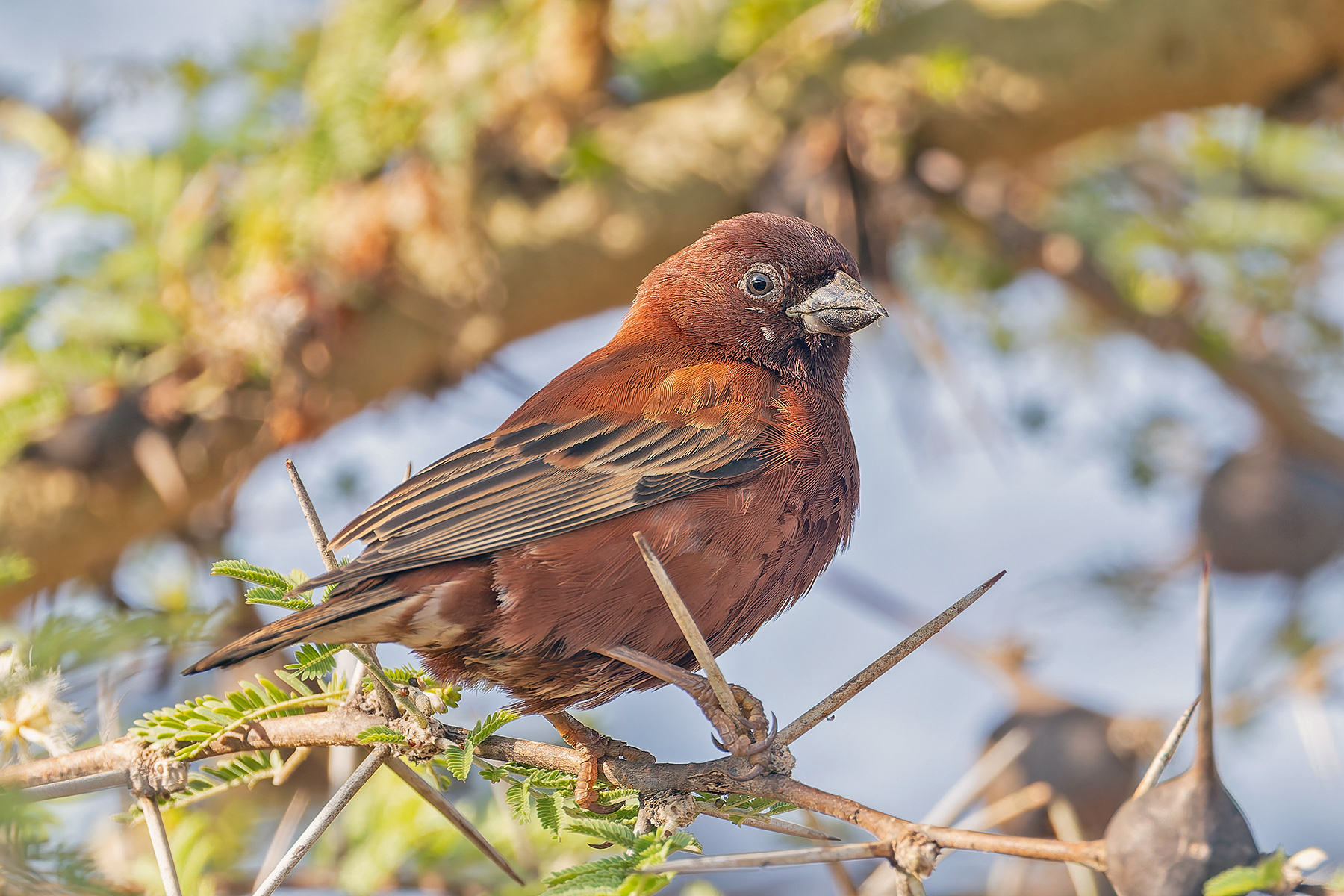 Chestnut Sparrow (image by Pete Morris)