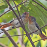 Chestnut-capped Flycatcher (image by Pete Morris)