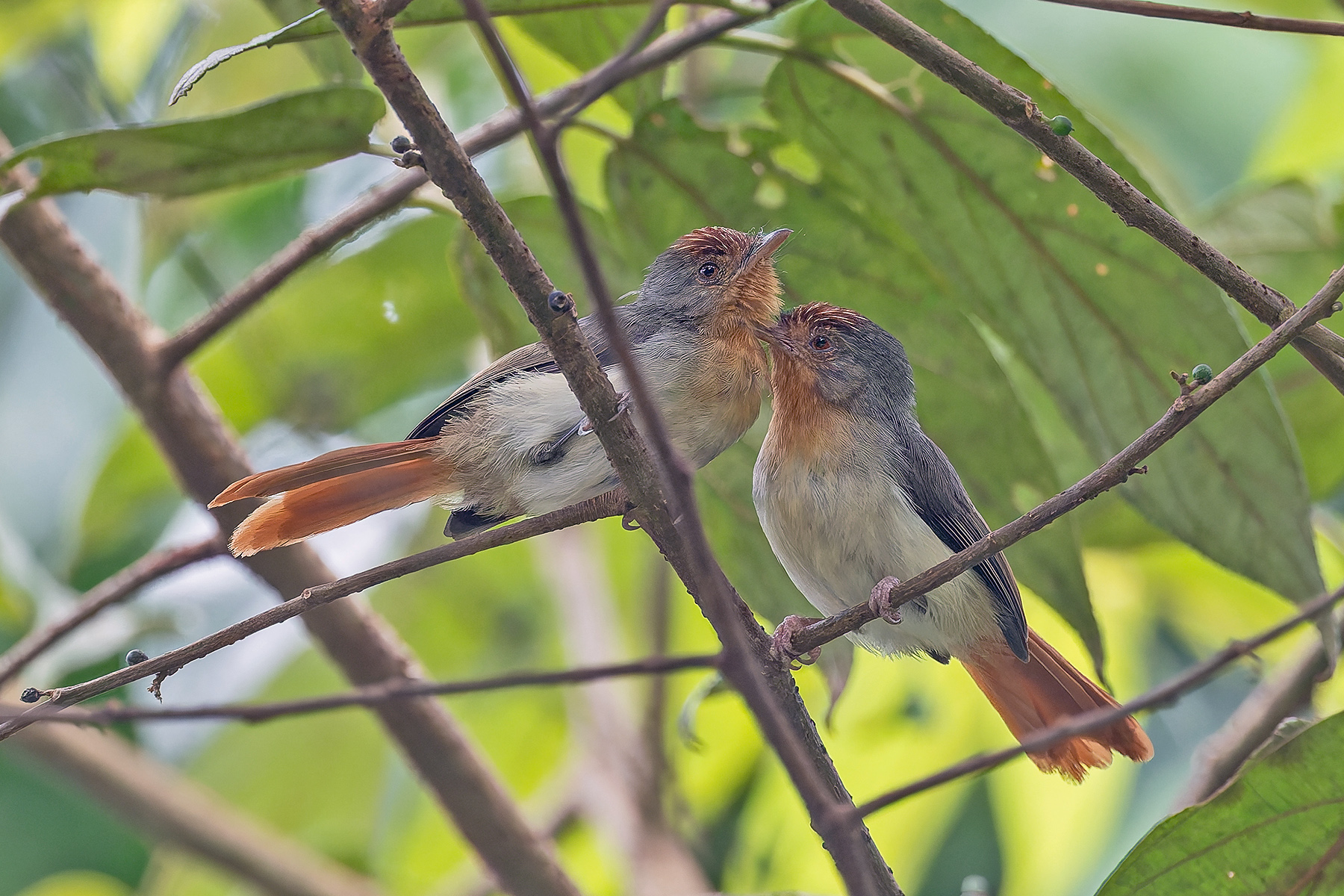 Chestnut-capped Flycatcher (image by Pete Morris)
