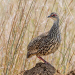 Clapperton's Francolin (image by Pete Morris)