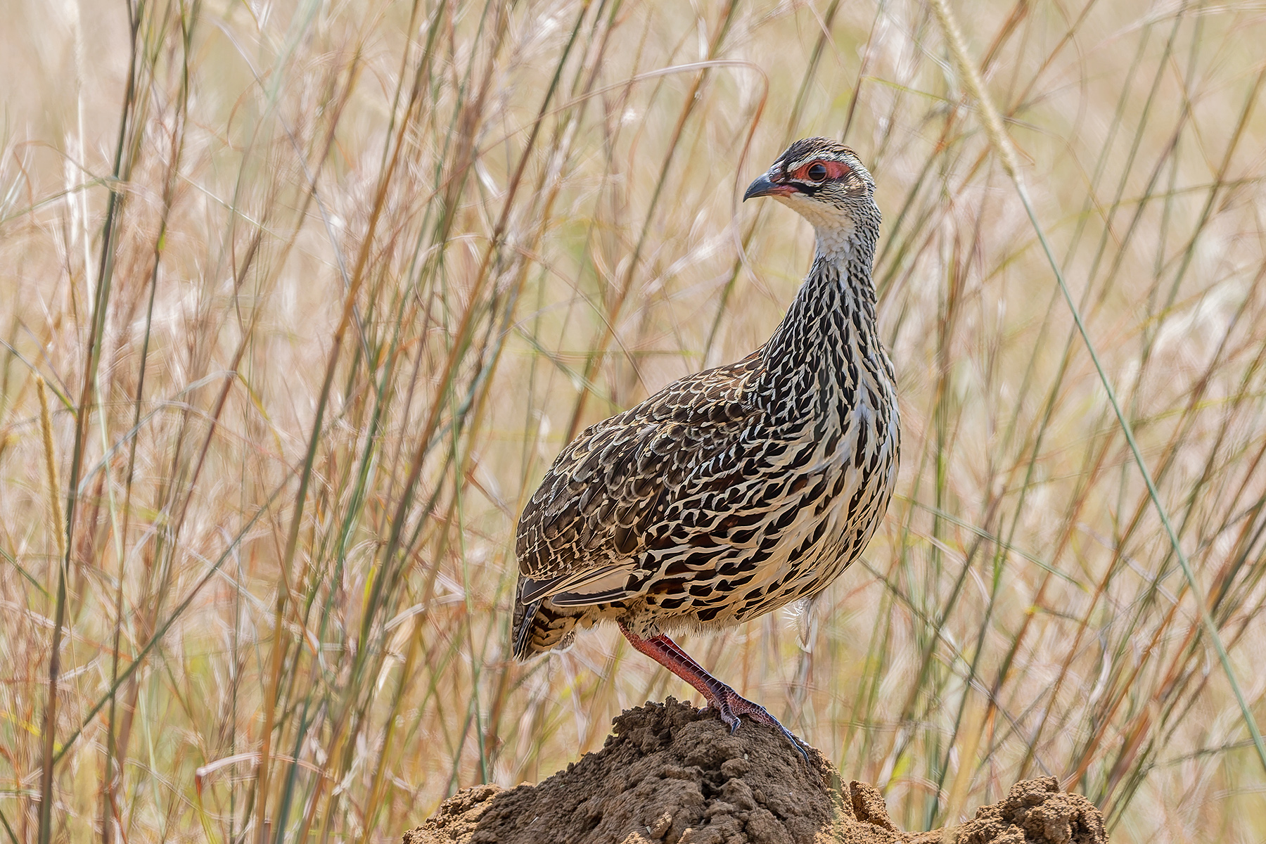 Clapperton's Francolin (image by Pete Morris)