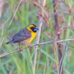 Compact Weaver (image by Pete Morris)