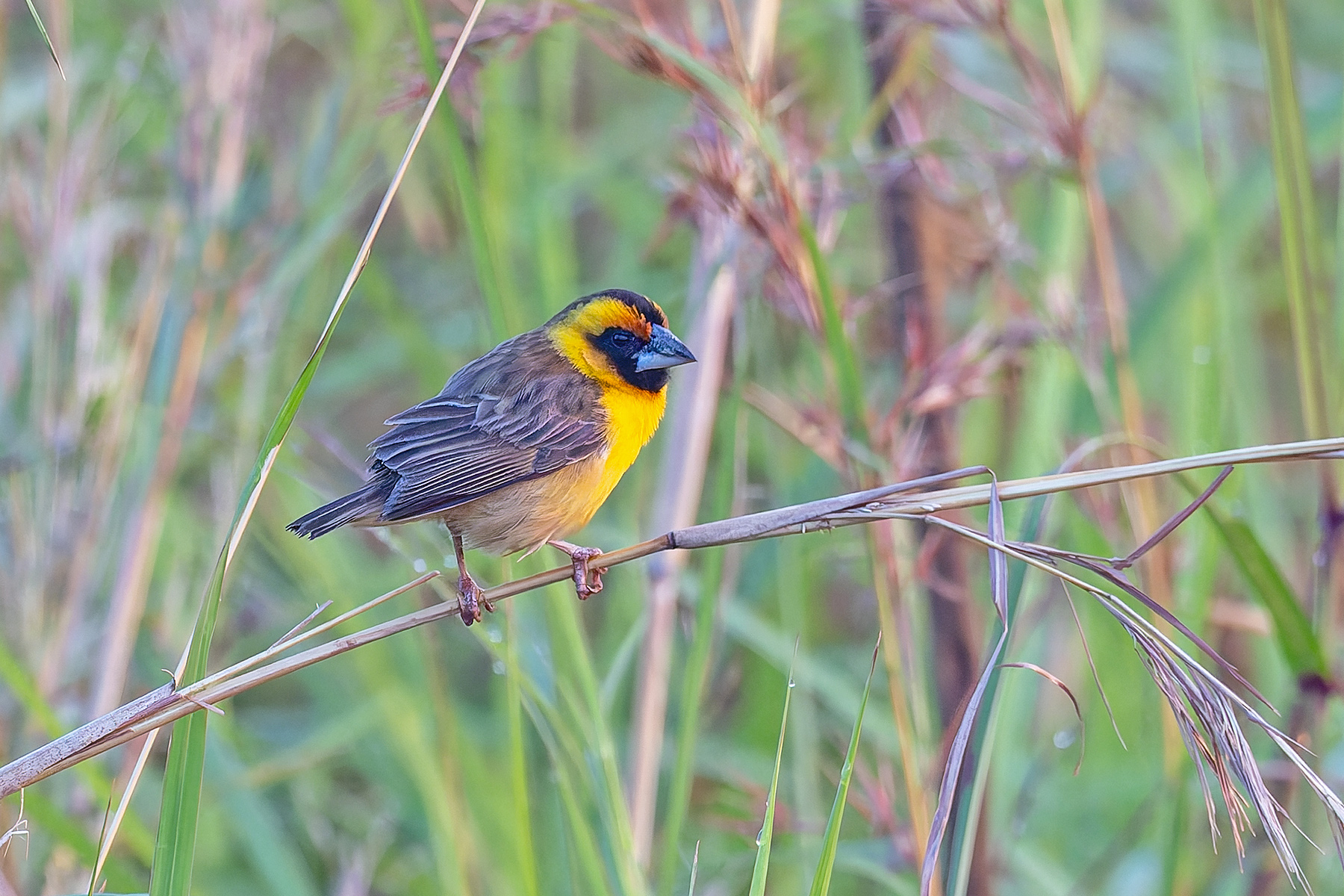 Compact Weaver (image by Pete Morris)