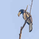 Congo Pied Hornbill (image by Pete Morris)