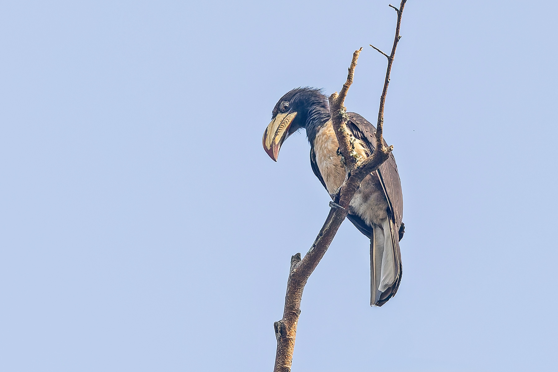 Congo Pied Hornbill (image by Pete Morris)