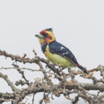 Crested Barbet (image by Pete Morris)