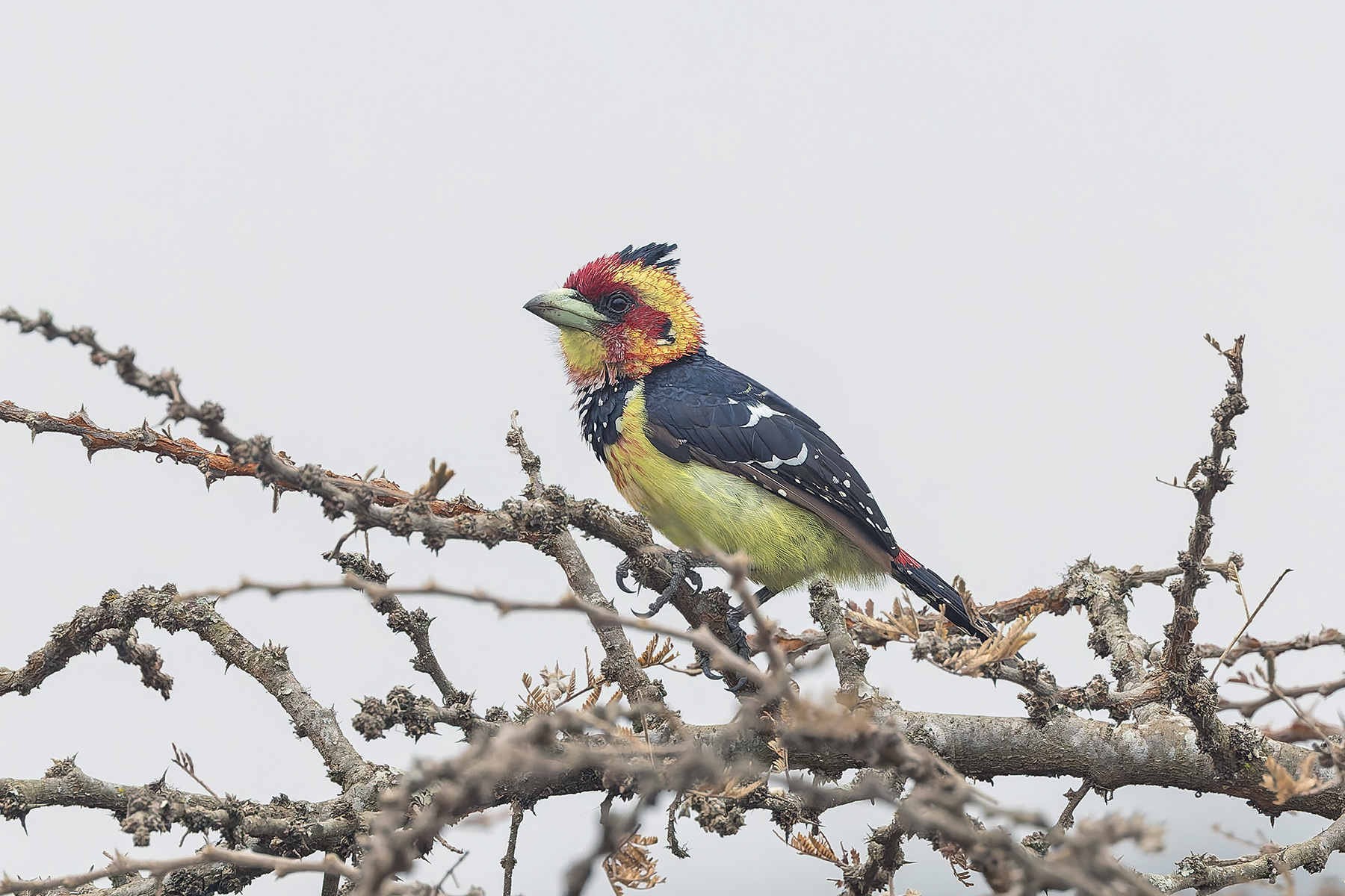 Crested Barbet (image by Pete Morris)