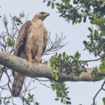 Crowned Eagle (image by Pete Morris)