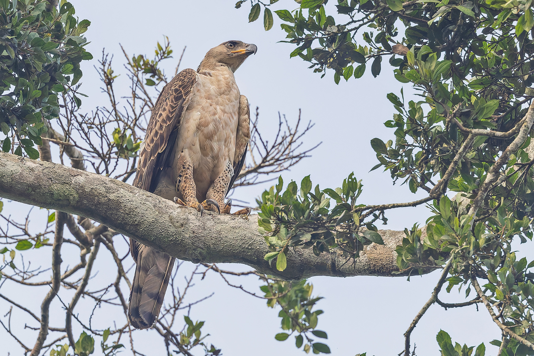 Crowned Eagle (image by Pete Morris)