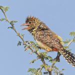 D_Arnaud's Barbet (image by Pete Morris)