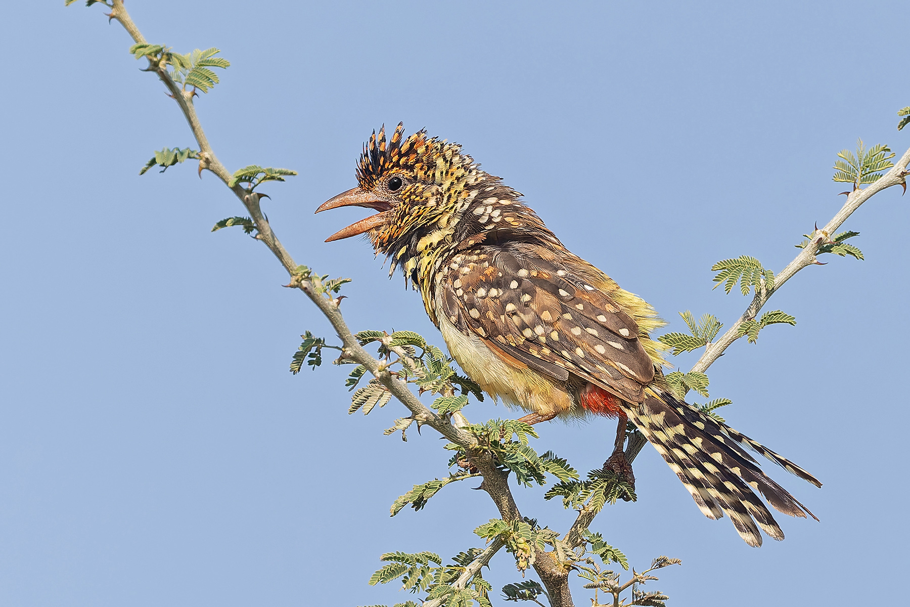 D_Arnaud's Barbet (image by Pete Morris)