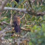 Dusky Babbler (image by Pete Morris)