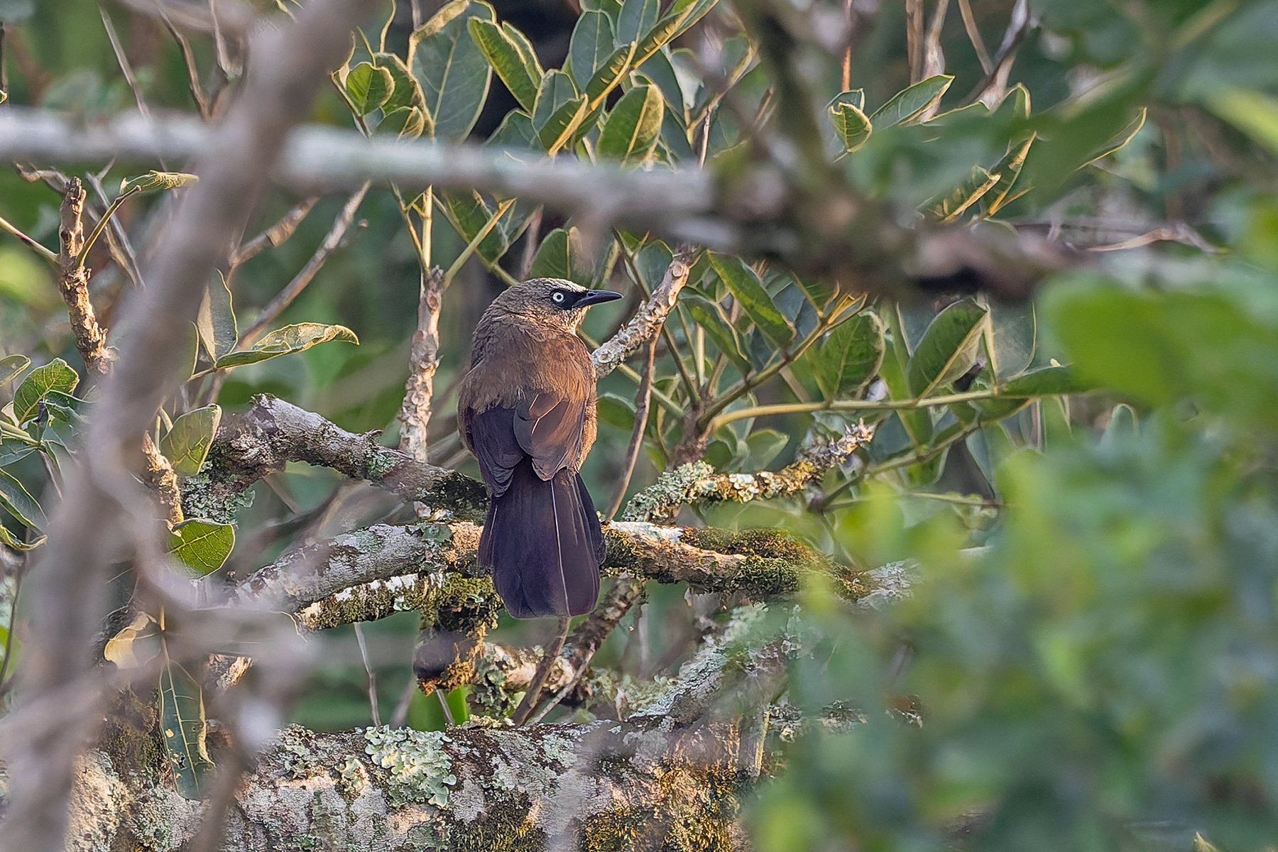 Dusky Babbler (image by Pete Morris)