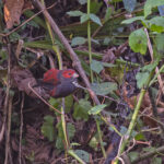 Dusky Crimsonwing (image by Pete Morris)