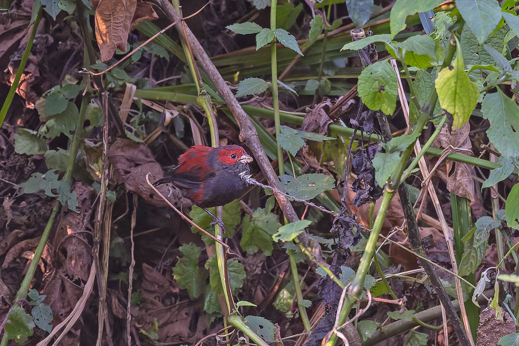 Dusky Crimsonwing (image by Pete Morris)