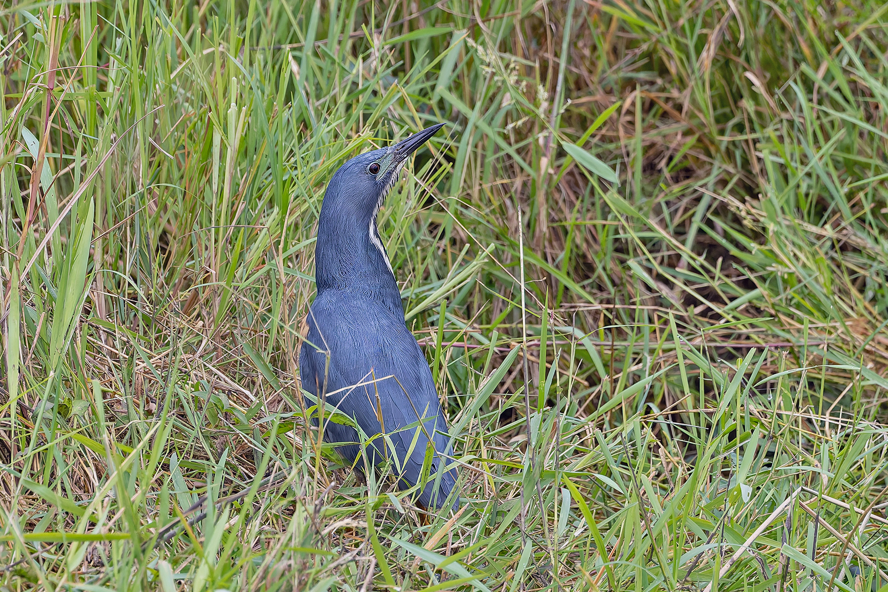 Dwarf Bittern (image by Pete Morris)