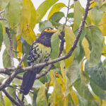Eastern Yellow-billed Barbet (image by Pete Morris)