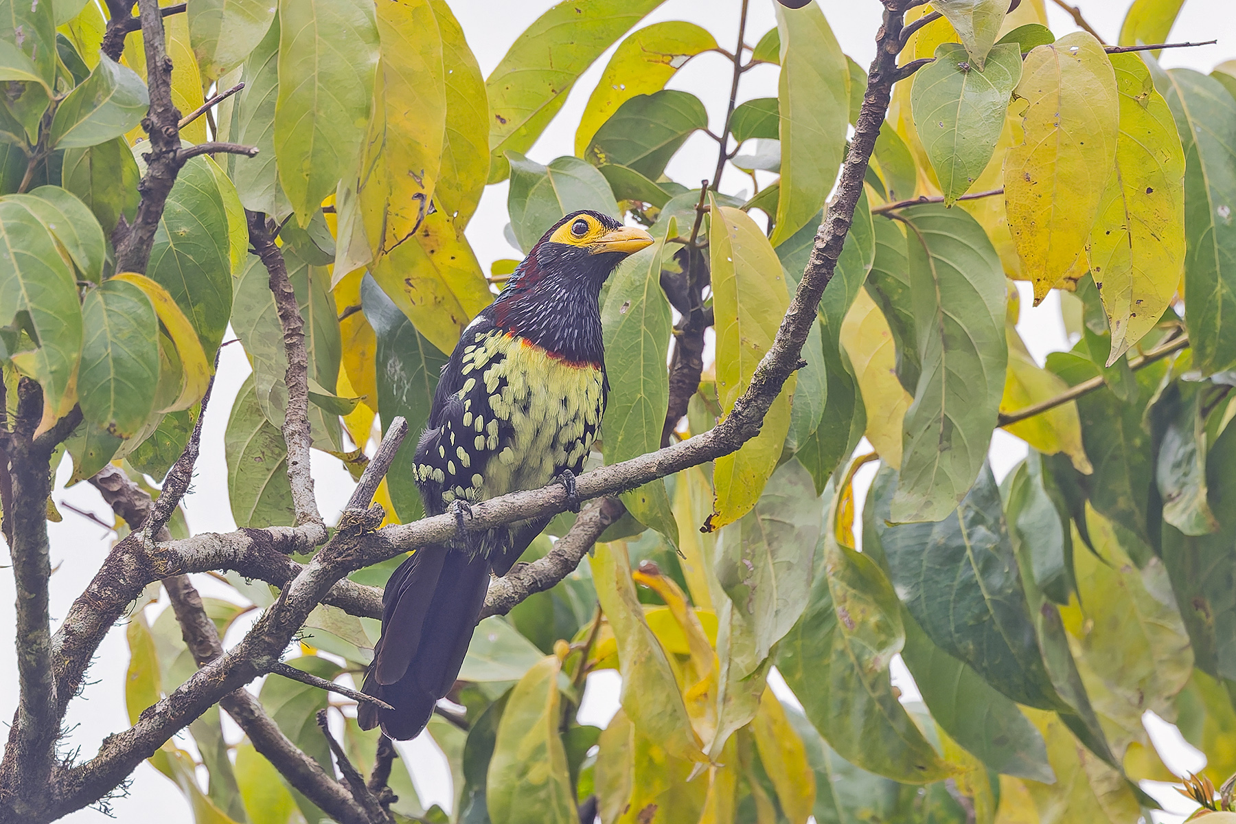 Eastern Yellow-billed Barbet (image by Pete Morris)