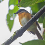 Equatorial Akalat (image by Pete Morris)
