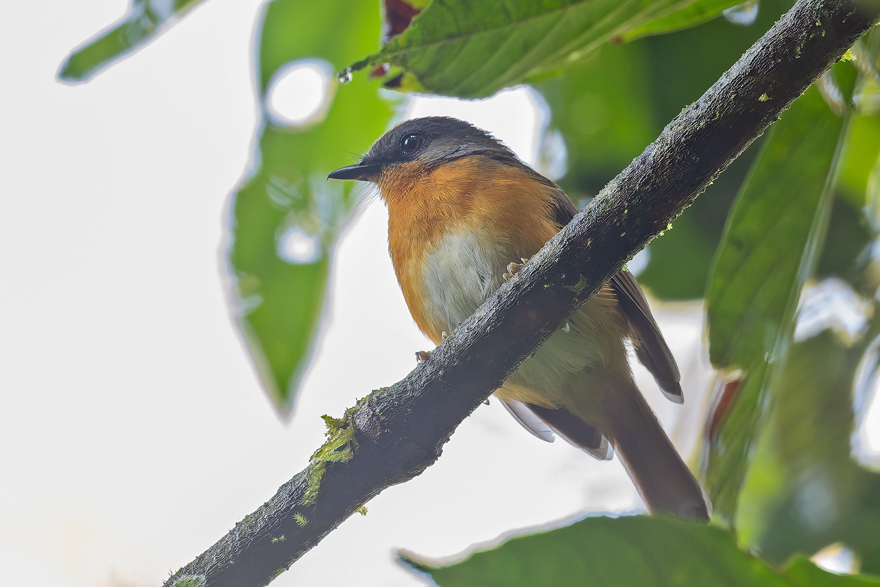 Equatorial Akalat (image by Pete Morris)