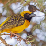 Fox's Weaver (image by Pete Morris)
