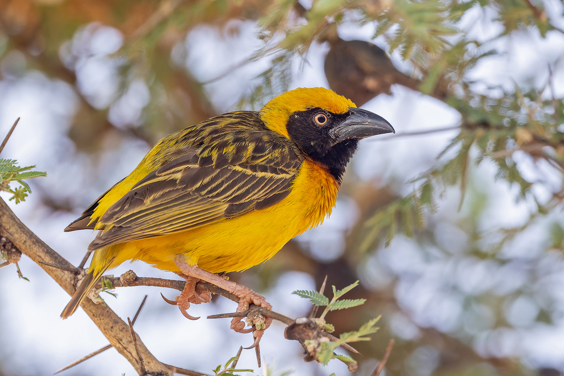 Fox's Weaver (image by Pete Morris)