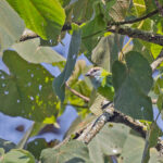 Grauer's Broadbill (image by Pete Morris)