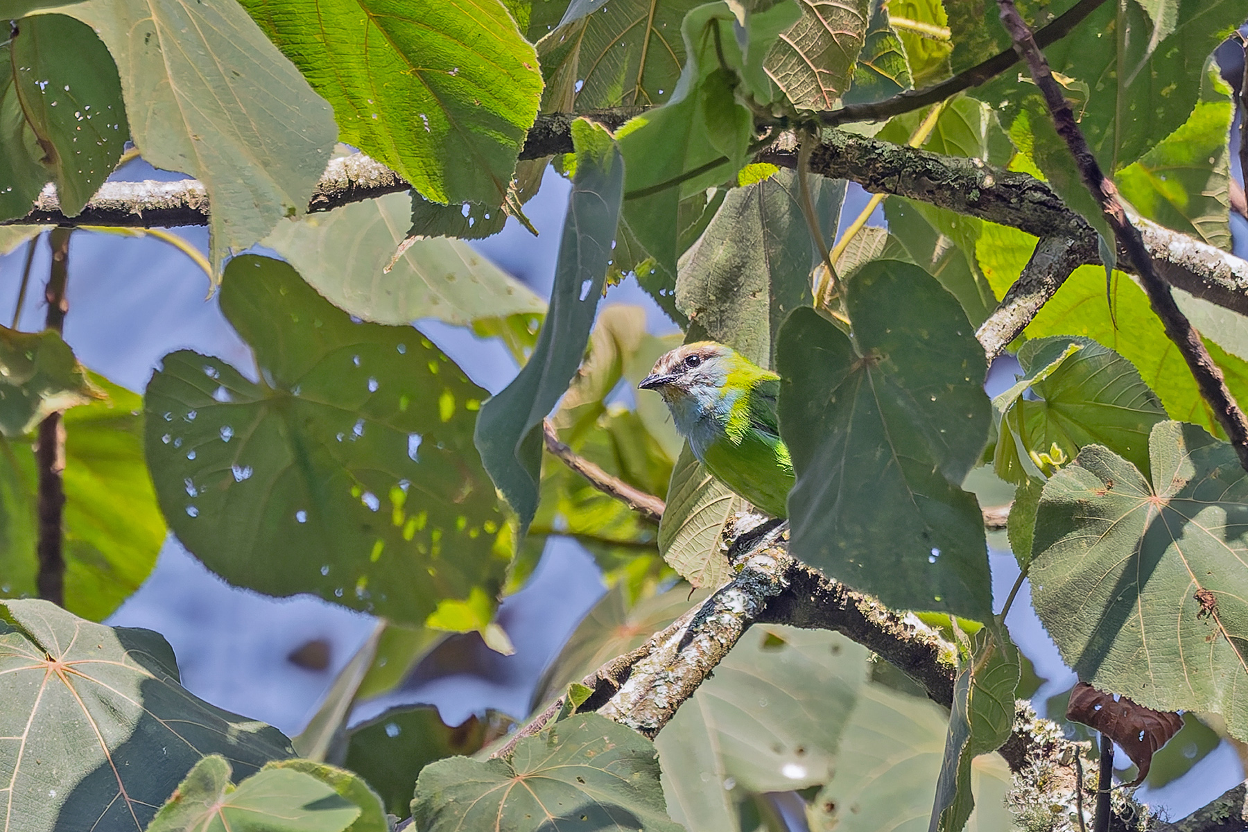 Grauer's Broadbill (image by Pete Morris)