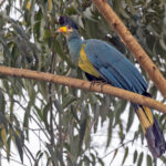 Great Blue Turaco (image by Pete Morris)