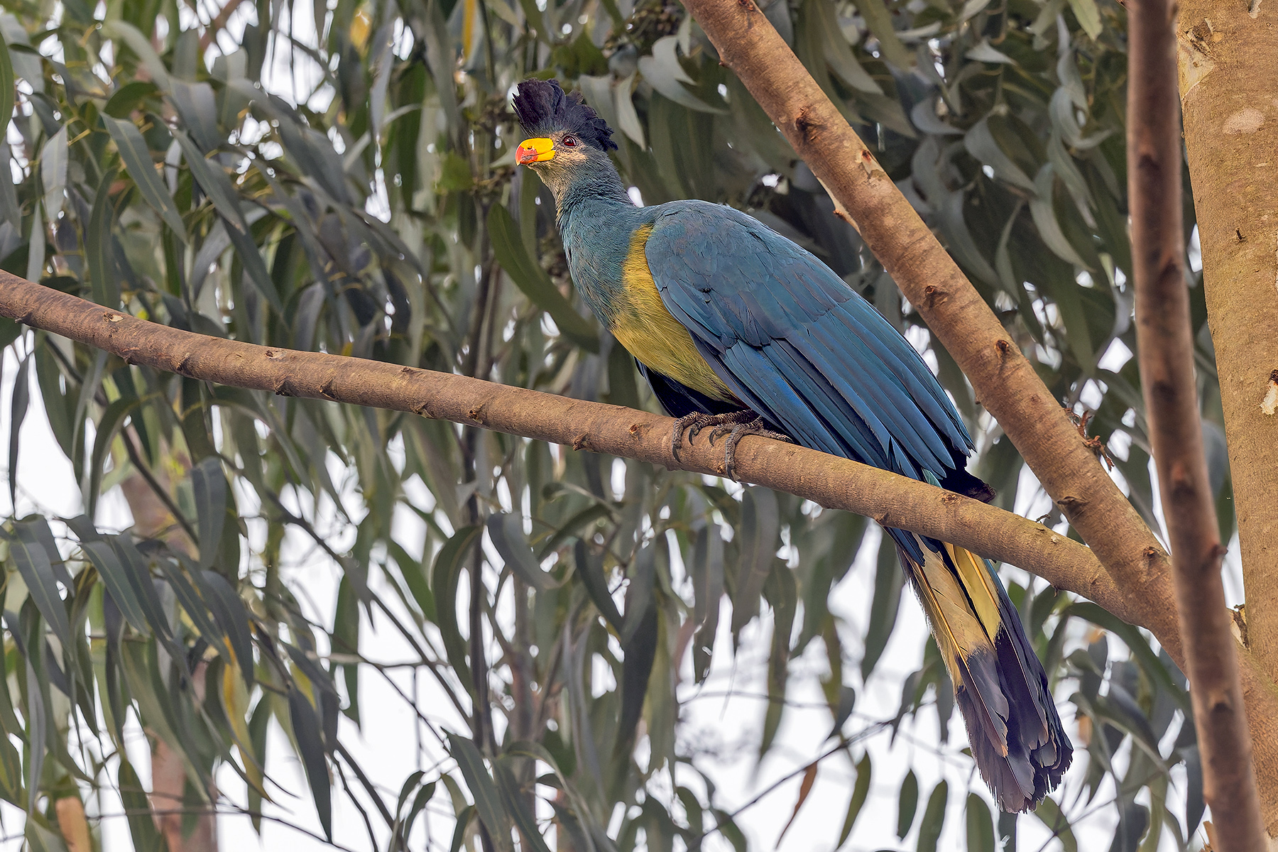 Great Blue Turaco (image by Pete Morris)