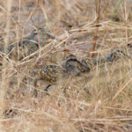Greater Painted Snipes (image by Pete Morris)