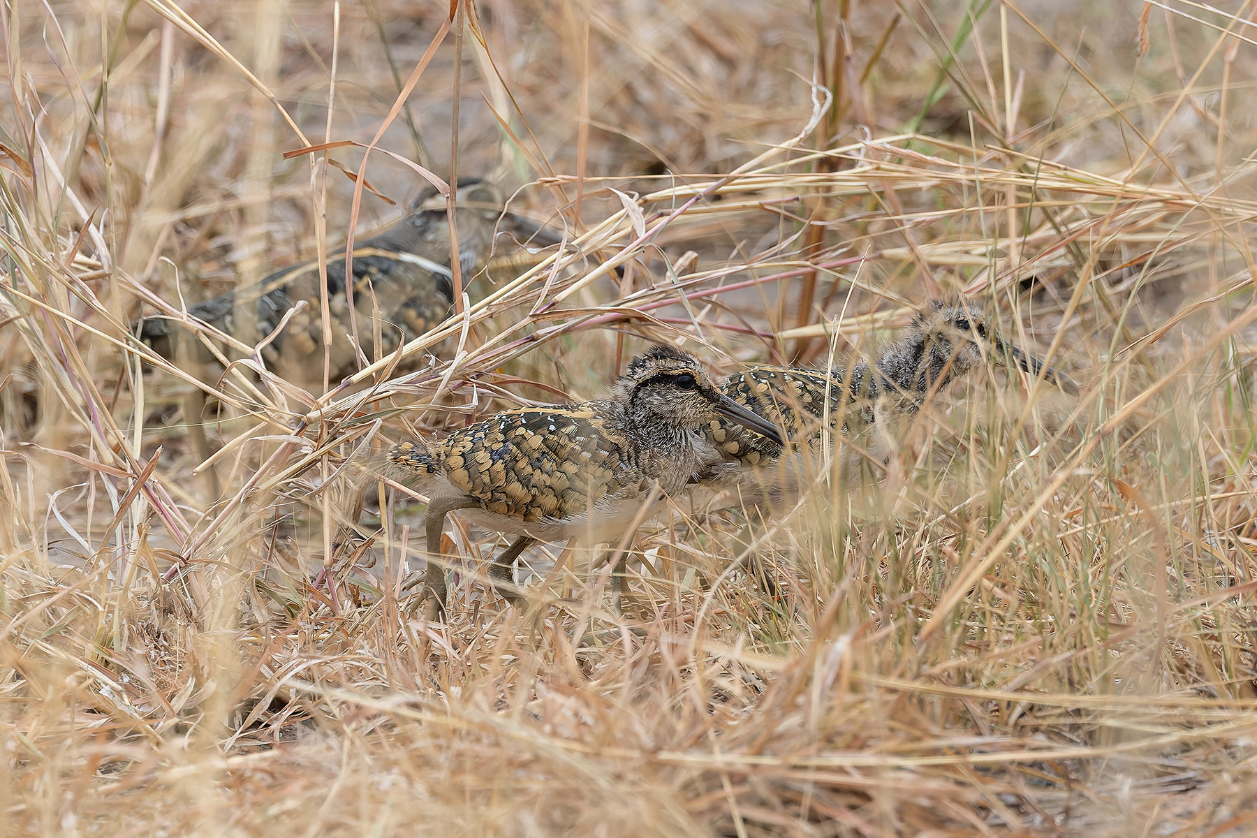 Greater Painted Snipes (image by Pete Morris)