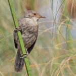 Greater Swamp Warbler (image by Pete Morris)