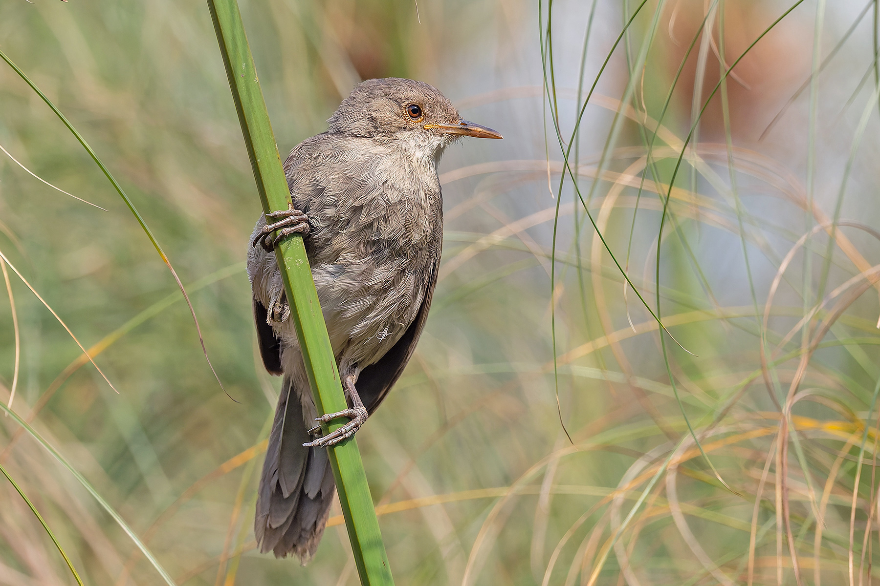 Greater Swamp Warbler (image by Pete Morris)