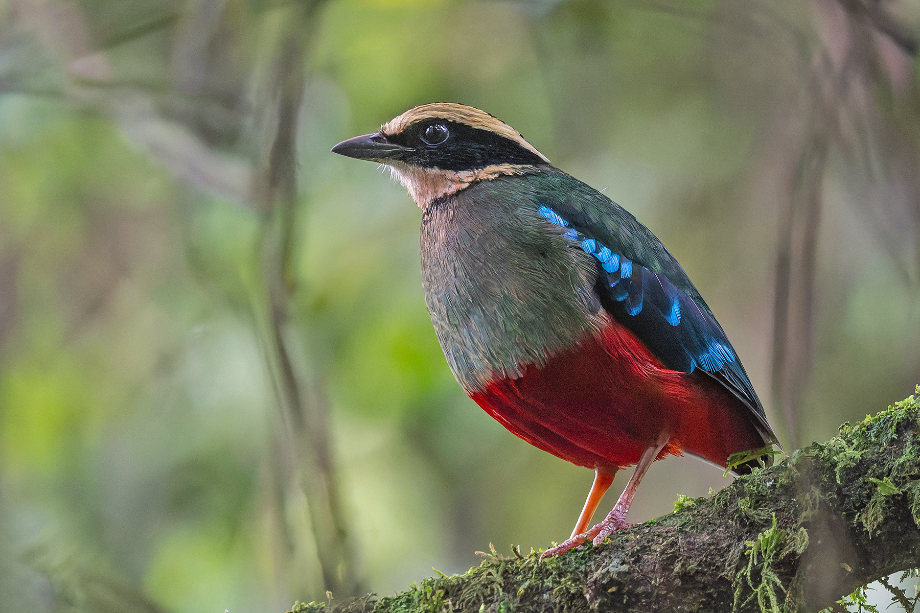 Green-breasted Pitta (image by Pete Morris)