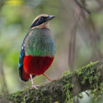 Green-breasted Pitta (image by Pete Morris)